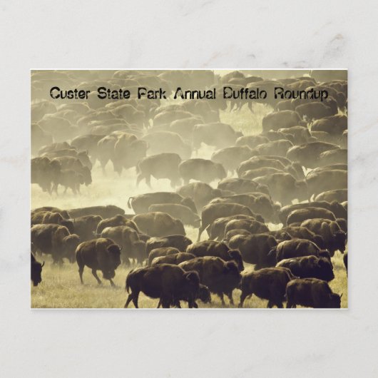 Jaarlijkse buffalo Roundup in Custer State Park Briefkaart (Voorkant)