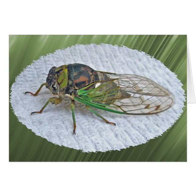 Jaarlijkse Cicada-coördinatieposten (Voorkant Horizontaal)