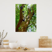 Jaboticaba Tree Poster (Keuken)