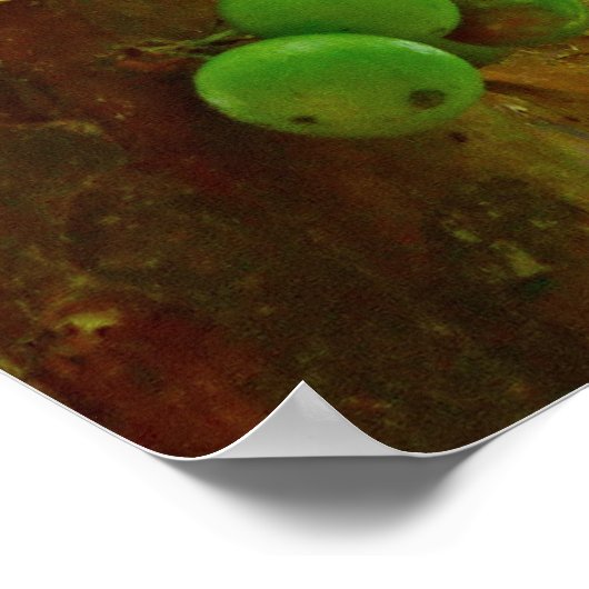 Jaboticaba Tree Poster (Hoek)