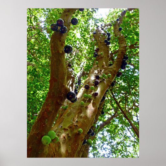 Jaboticaba Tree Poster (Voorkant)