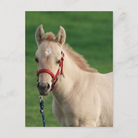 Jac Briefkaart (Voorkant)