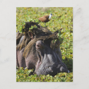 Jacana die zich op hippo bevinden (Nijlpaard Briefkaart