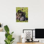 Jacana staat op hippo's (Hippopotamus) Poster (Thuiskantoor)