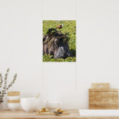 Jacana staat op hippo's (Hippopotamus) Poster (Keuken)