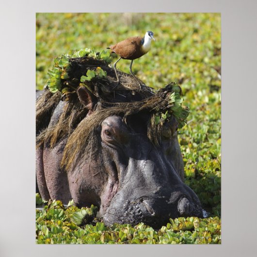 Jacana staat op hippo's (Hippopotamus) Poster (Voorkant)
