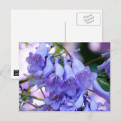 Jacaranda Blossom Briefkaart (Voorkant / Achterkant)