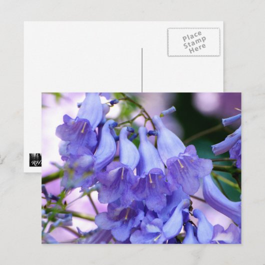 Jacaranda Blossom Briefkaart (Voorkant / Achterkant)