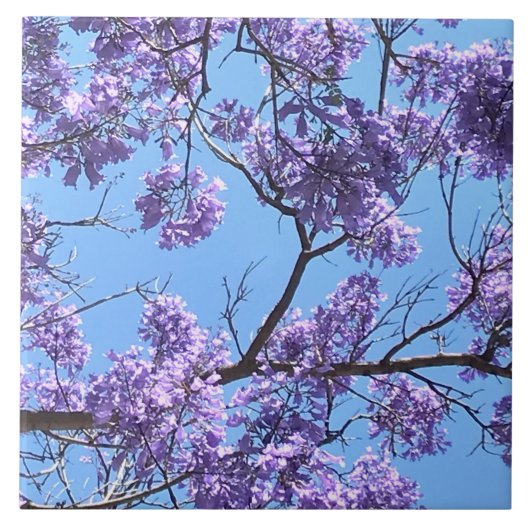 Jacaranda Blossom Tegeltje (Voorkant)