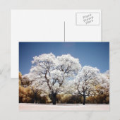 Jacaranda-bomen Briefkaart (Voorkant / Achterkant)