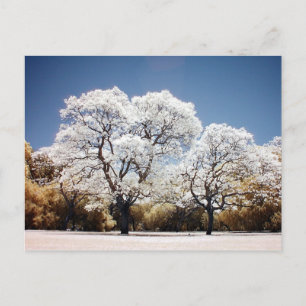 Jacaranda-bomen Briefkaart