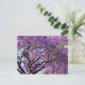 Jacaranda-boom in bloemen in het voorjaar briefkaart (Staand voorkant)