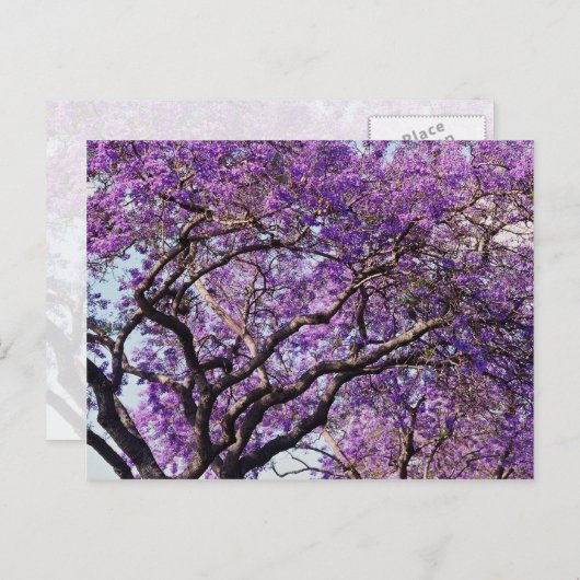Jacaranda-boom in bloemen in het voorjaar briefkaart (Voorkant / Achterkant)