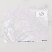 Jacaranda-boom in bloemen in het voorjaar briefkaart (Achterkant)