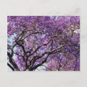 Jacaranda-boom in bloemen in het voorjaar briefkaart (Voorkant)