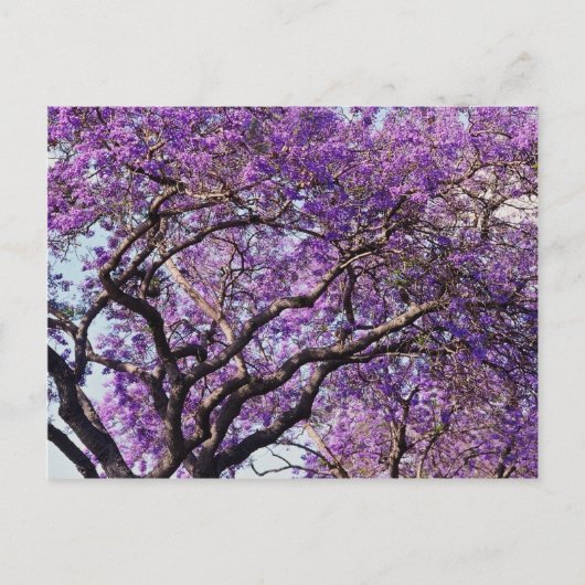 Jacaranda-boom in bloemen in het voorjaar briefkaart (Voorkant)