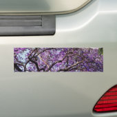 Jacaranda-boom in bloemen in het voorjaar bumpersticker (Op auto)