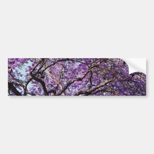 Jacaranda-boom in bloemen in het voorjaar bumpersticker (Voorkant)