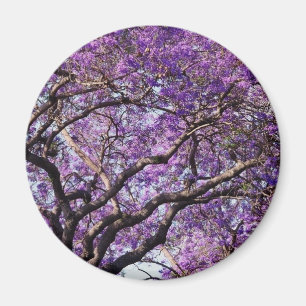 Jacaranda-boom in bloemen in het voorjaar magneet