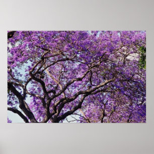 Jacaranda-boom in bloemen in het voorjaar poster