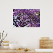 Jacaranda-boom in bloemen in het voorjaar poster (Keuken)