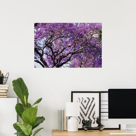 Jacaranda-boom in bloemen in het voorjaar poster (Thuiskantoor)