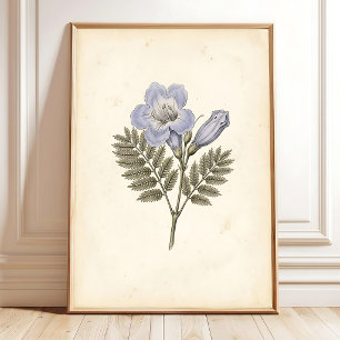 Jacaranda Botanische Kunstprint Zazzle Wanddecorat Poster