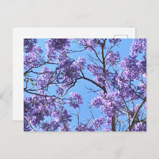 Jacaranda Briefkaart (Voorkant / Achterkant)