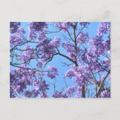 Jacaranda Briefkaart (Voorkant)