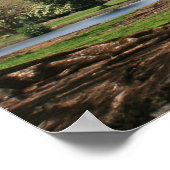 Jacaranda in Bloom Poster (Hoek)