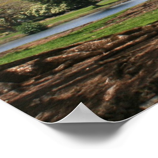 Jacaranda in Bloom Poster (Hoek)