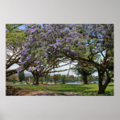 Jacaranda in Bloom Poster (Voorkant)