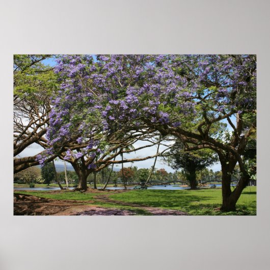 Jacaranda in Bloom Poster (Voorkant)