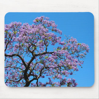 Jacaranda Muismat