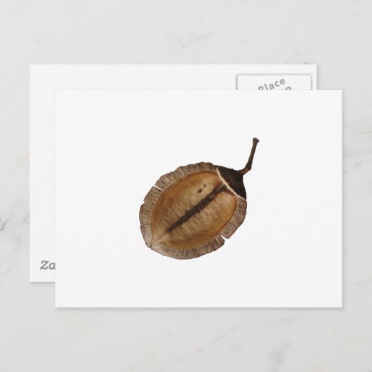 Jacaranda Pod Briefkaart (Voorkant / Achterkant)