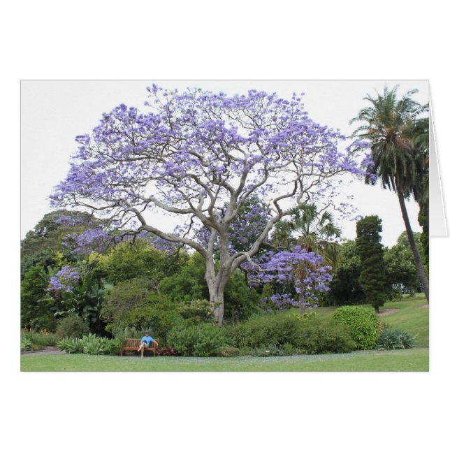 Jacaranda Tree (Voorkant Horizontaal)