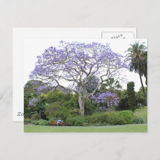 Jacaranda Tree Briefkaart (Voorkant / Achterkant)