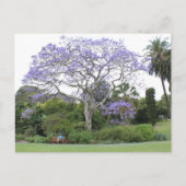 Jacaranda Tree Briefkaart (Voorkant)