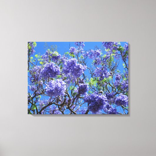 Jacaranda Tree Canvas Afdruk (Voorkant)
