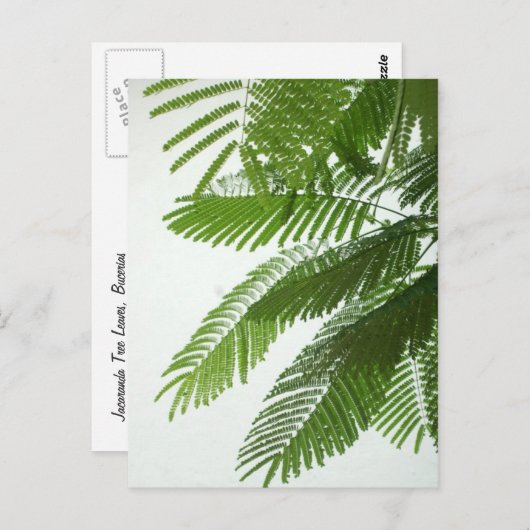 Jacaranda Tree Leaves Briefkaart (Voorkant / Achterkant)