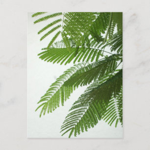 Jacaranda Tree Leaves Briefkaart