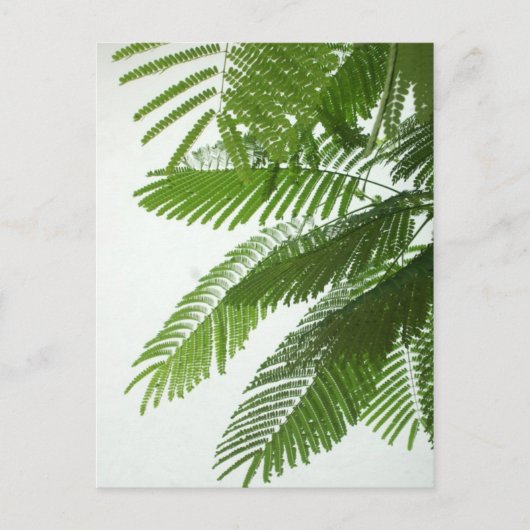 Jacaranda Tree Leaves Briefkaart (Voorkant)