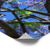Jacaranda Tree Poster (Hoek)
