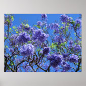 Jacaranda Tree Poster (Voorkant)
