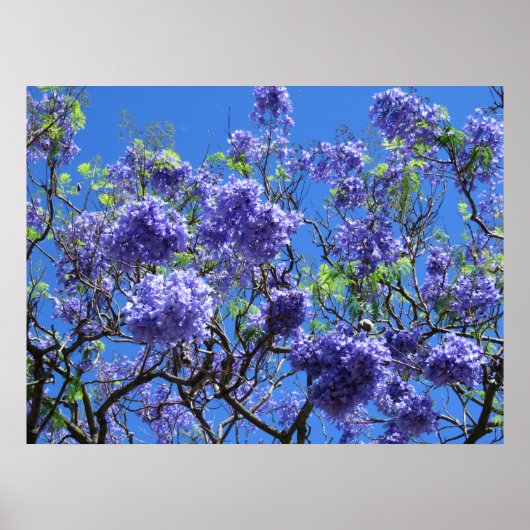 Jacaranda Tree Poster (Voorkant)