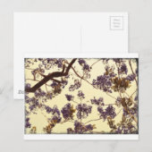 Jacaranda Vintage Briefkaart (Voorkant / Achterkant)