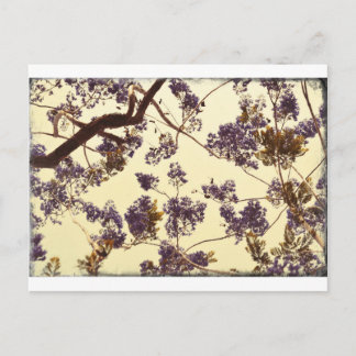 Jacaranda Vintage Briefkaart