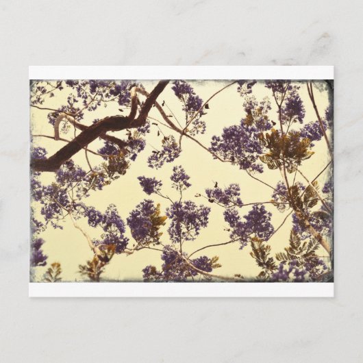 Jacaranda Vintage Briefkaart (Voorkant)