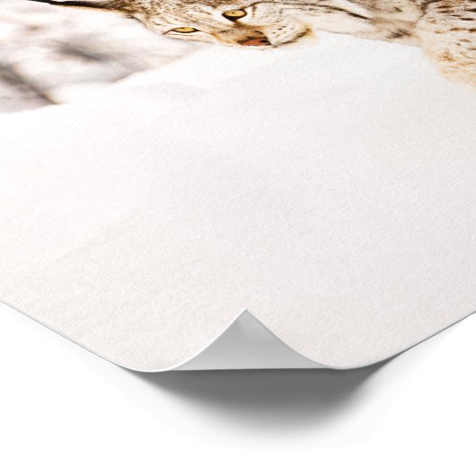 Jacht lynxkat in sneeuw poster (Hoek)