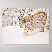 Jacht lynxkat in sneeuw poster (Voorkant)